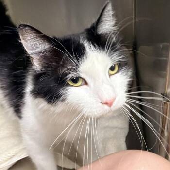 HANDSOME RANSOM -  Domestic Long Hair Cat for Adoption in Kyle, Texas - HANDSOME RANSOM | PetCurious