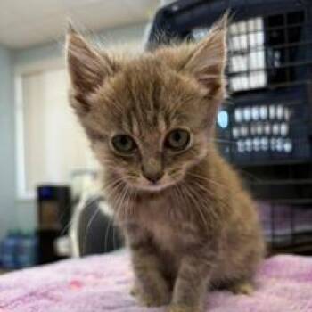 Misty -  Domestic Short Hair Cat for Adoption in Greensboro, Georgia - Misty | PetCurious