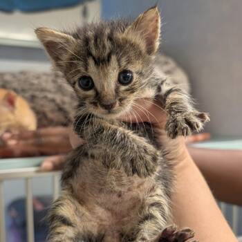 Barney -  Domestic Short Hair Cat for Adoption in Buchanan Dam, Texas - Barney | PetCurious
