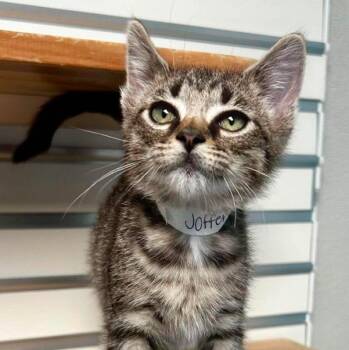 Joffery -  Domestic Short Hair Cat for Adoption in New Philadelphia, Ohio - Joffery | PetCurious