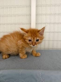Dillon -  Domestic Medium Hair Cat for Adoption in Brookings, Oregon - Dillon | PetCurious