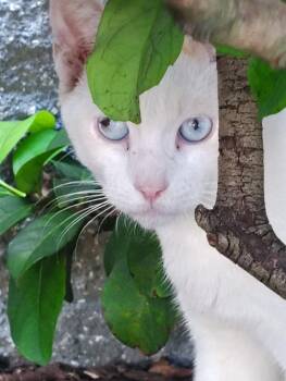 Rescue Siamese Cats for Adoption in Port Orange, Florida - Dipstick (flame Point Siamese Blue  Eyes) | PetCurious
