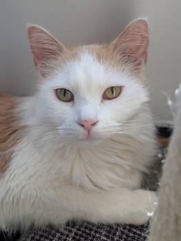 Domestic Long Hair Cats Available for Adoption - Oliver Morley-Steve | PetCurious