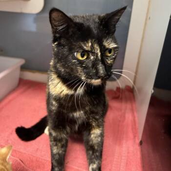 Domestic Short Hair Cats Available for Adoption in Leander, Texas - Felicity | PetCurious