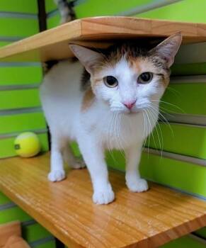 CALLIE -  Domestic Short Hair Cat Available for Adoption in St. Peters, Missouri - CALLIE | PetCurious
