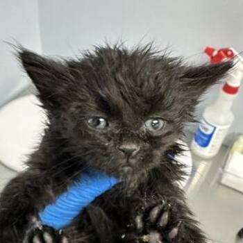 Jess -  Domestic Short Hair Cat for Adoption in Indianapolis, Indiana - Jess | PetCurious