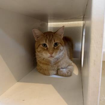 DORIAN -  Domestic Short Hair Cat for Adoption in La Crescent, Minnesota - DORIAN | PetCurious
