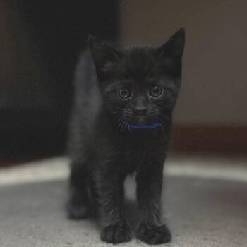 Domestic Short Hair Cats Available for Adoption in Buffalo, Minnesota - Liam | PetCurious