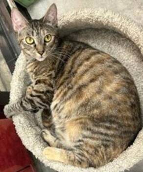 Chloe - Petsmart Plantation -  Domestic Short Hair Cat Available for Adoption in Oakland Park, Florida - Chloe - Petsmart Plantation | PetCurious