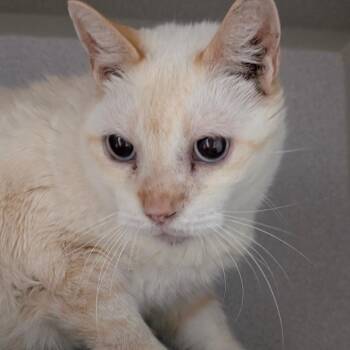 Butterfinger -  Domestic Short Hair Cat for Adoption in Leander, Texas - Butterfinger | PetCurious