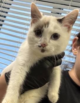 Rescue Siamese and Domestic Short Hair Cats for Adoption in Napa, California - Mickey | PetCurious