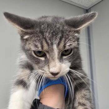 Jason Voorhees -  Domestic Short Hair Cat for Adoption in Concord, North Carolina - Jason Voorhees | PetCurious