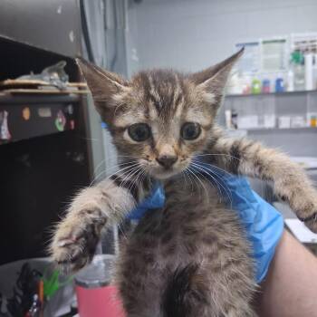 Tutu -  Domestic Short Hair Cat for Adoption in Summerville, South Carolina - Tutu | PetCurious