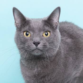 Rescue Domestic Short Hair Cats for Adoption in Franklin, Tennessee - Postmates | PetCurious