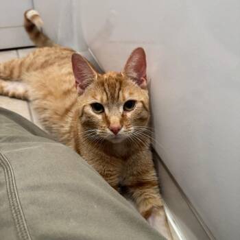 Jerry -  Domestic Short Hair Cat for Adoption in Gibsonia, Pennsylvania - Jerry | PetCurious