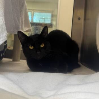 Domestic Short Hair Cats Available for Adoption in York, Pennsylvania - Nixy | PetCurious