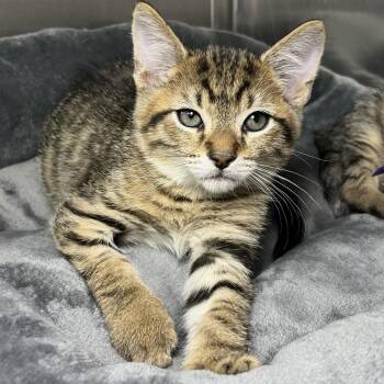 Arnold -  Domestic Short Hair Cat for Adoption in Palm Springs, California - Arnold | PetCurious