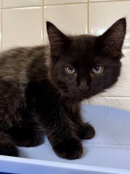 Rescue Domestic Short Hair Cats for Adoption in San Antonio, Texas - SALSA | PetCurious