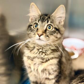 Kelp -  Domestic Medium Hair Cat for Adoption in Jackson Township, New Jersey - Kelp | PetCurious