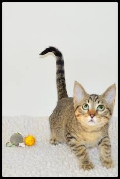 Brittnay A061410 -  Domestic Short Hair Cat for Adoption in San Andreas, California - Brittnay A061410 | PetCurious