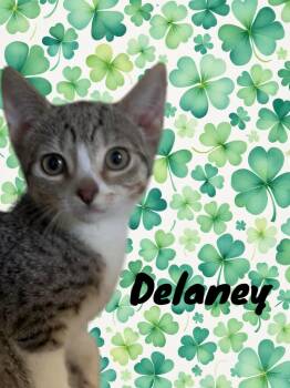Domestic Short Hair Cats Available for Adoption - Delaney | PetCurious