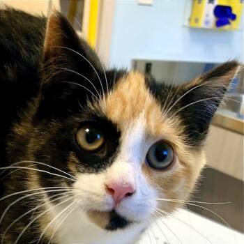 Rescue Domestic Short Hair Cats for Adoption in Boston, Massachusetts - Delilah | PetCurious