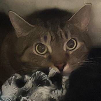 Domestic Short Hair Cats Available for Adoption - Tortle | PetCurious