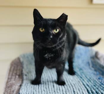 Rescue Domestic Short Hair Cats for Adoption in Palmyra, Virginia - Blackie | PetCurious