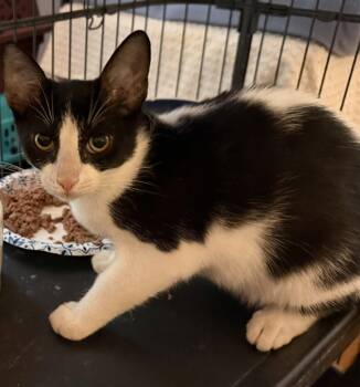 Sprite -  Domestic Short Hair Cat for Adoption in Oviedo, Florida - Sprite | PetCurious