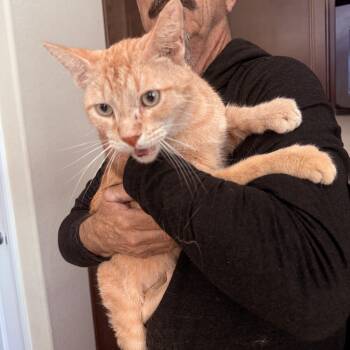 McChicken -  Tabby Cat for Adoption in Las Vegas, Nevada - McChicken | PetCurious