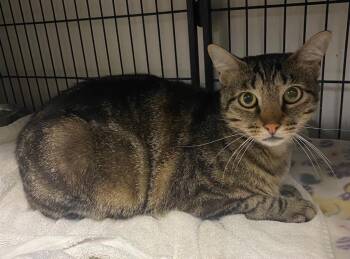 Domestic Short Hair Cats Available for Adoption in Lockhart, Texas - Sugar | PetCurious