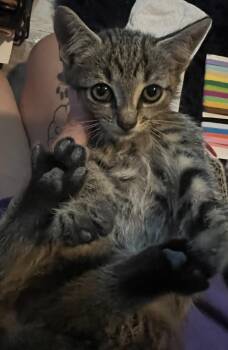 Scotty -  Domestic Short Hair Cat for Adoption in St. Petersburg, Florida - Scotty | PetCurious
