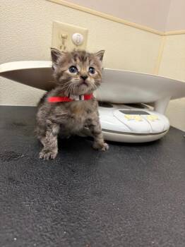 Makita (Red) -  Domestic Short Hair Cat for Adoption in Great Bend, Kansas - Makita (Red) | PetCurious