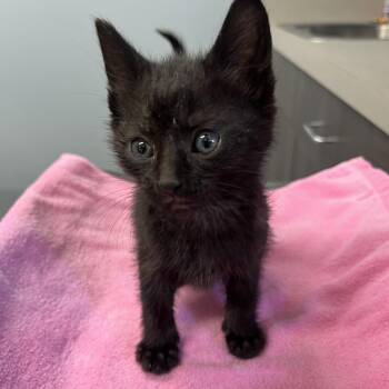 Versace -  Domestic Short Hair Cat for Adoption in Oak Park, Illinois - Versace | PetCurious