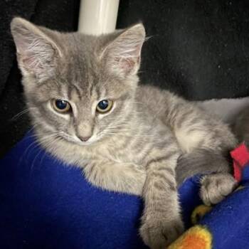 Chicken Dance (Bashful Buddy) -  Domestic Short Hair Cat for Adoption in Wheaton, Illinois - Chicken Dance (Bashful Buddy) | PetCurious