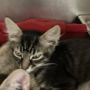 El Nino -  Domestic Medium Hair Cat for Adoption in Gloucester, Virginia - El Nino | PetCurious