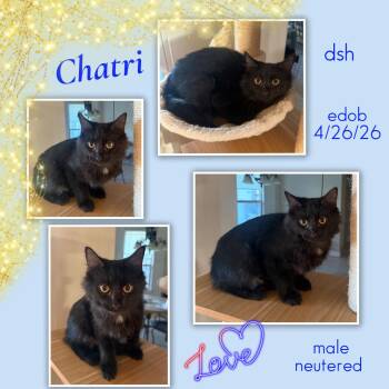 Chatri -  Domestic Short Hair Cat for Adoption in Missouri City, Texas - Chatri | PetCurious