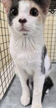 PRADA -  Domestic Short Hair Cat for Adoption in Fort Myers, Florida - PRADA | PetCurious