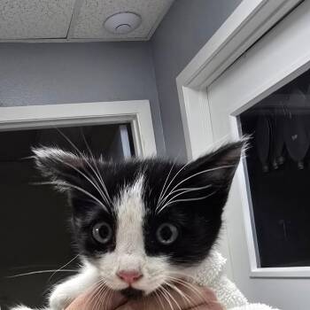 Vivannie -  Domestic Short Hair Cat for Adoption in Fort Bragg, California - Vivannie | PetCurious