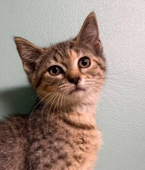 Lady -  Domestic Short Hair Cat for Adoption in Amery, Wisconsin - Lady | PetCurious