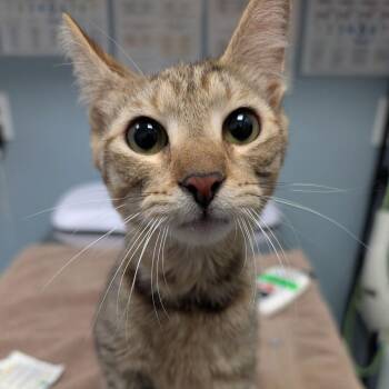 Domestic Short Hair Cats Available for Adoption - Harris | PetCurious