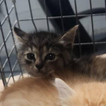 Macaroni -  Domestic Short Hair Cat for Adoption in Edwardsville, Illinois - Macaroni | PetCurious