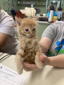 Domestic Short Hair Cats Available for Adoption in Burnsville, North Carolina - Vogue | PetCurious