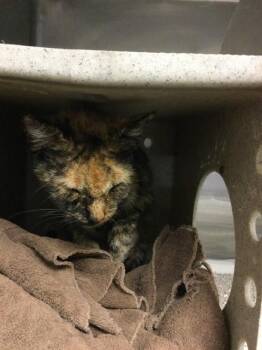 PEPSI -  Domestic Short Hair Cat Available for Adoption in Riverside, California - PEPSI | PetCurious