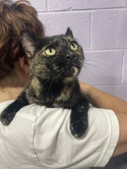 Venus de Meowlo -  Domestic Short Hair Cat for Adoption in Ferndale, Michigan - Venus De Meowlo | PetCurious