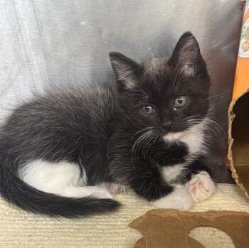 Bart -  Domestic Short Hair Cat for Adoption in Danielsville, Georgia - Bart | PetCurious