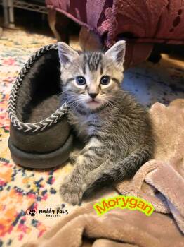 Coven Kitties:   Morygan -  Domestic Short Hair Cat for Adoption in Council Bluffs, Iowa - Coven Kitties:   Morygan | PetCurious