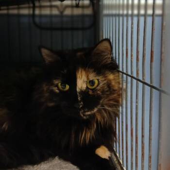 Domestic Long Hair Cats Available for Adoption - Lorelai | PetCurious