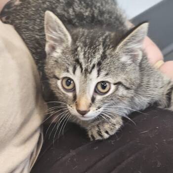 Colin -  Domestic Short Hair Cat for Adoption in Kalamazoo, Michigan - Colin | PetCurious