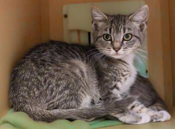 BUNKO 8.0 -  Domestic Short Hair Cat for Adoption in Cookeville, Tennessee - BUNKO 8.0 | PetCurious